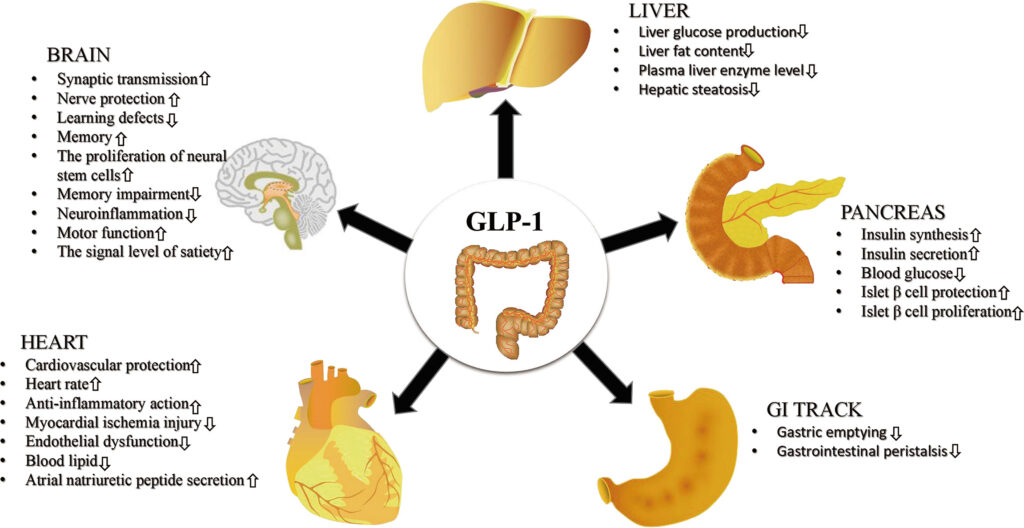 GLP-1RAs have direct and indirect effects on a diverse group of tissues and cell types, increasing or decreasing their activity. Originally published in Frontiers in Endocrinology, Zhao et al., 2021
