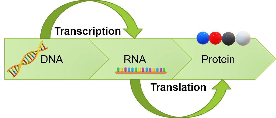 Transcription and Translation image Wikipedia For UTM
